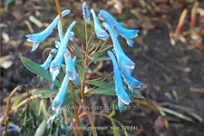 Corydalis flexuosa 'Porcelain Blue'