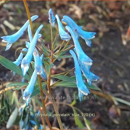 Corydalis flexuosa 'Porcelain Blue'