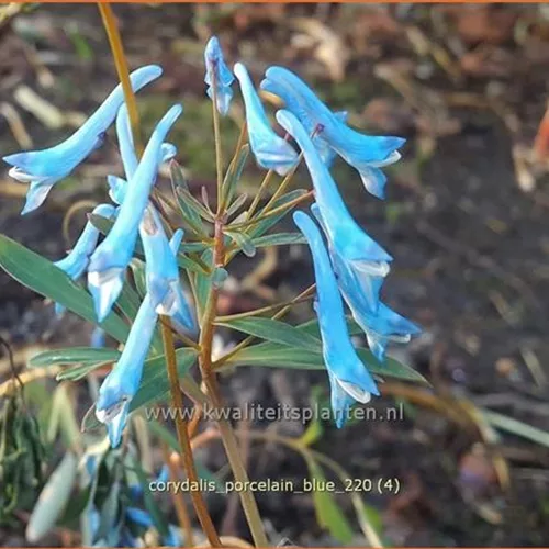 Corydalis flexuosa 'Porcelain Blue'