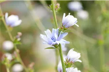Cichorium intybus