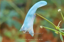 Corydalis flexuosa 'Porcelain Blue'