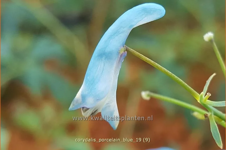 Corydalis flexuosa 'Porcelain Blue'