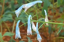 Corydalis flexuosa 'Porcelain Blue'