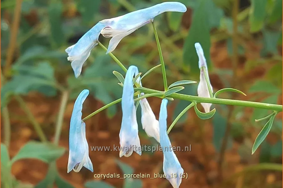 Corydalis flexuosa 'Porcelain Blue'
