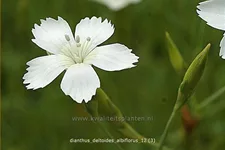 Dianthus deltoides 'Albiflorus'