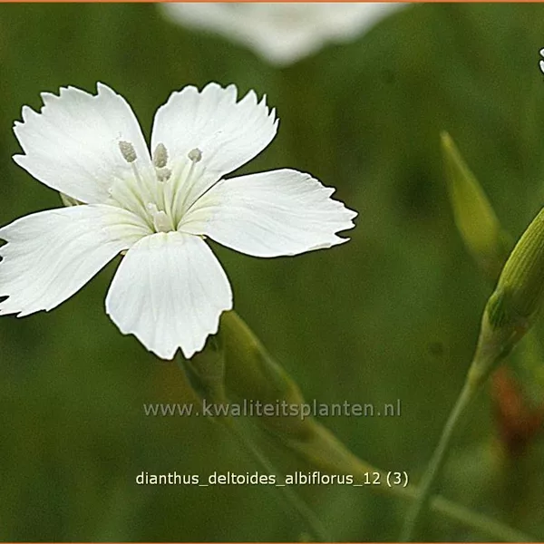 Dianthus deltoides 'Albiflorus'