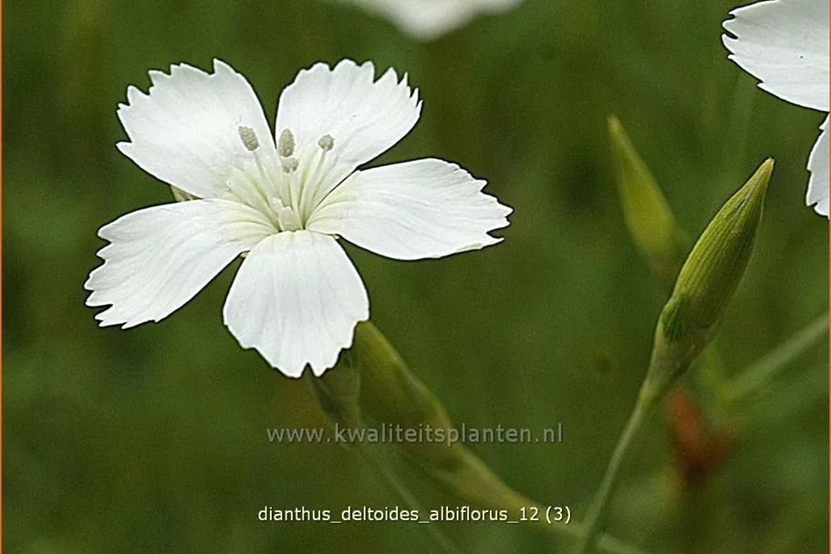 Dianthus deltoides 'Albiflorus'