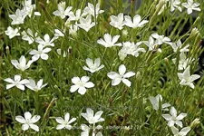 Dianthus deltoides 'Albiflorus'