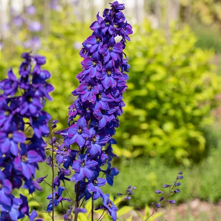 Delphinium pacific 'Black Knight'