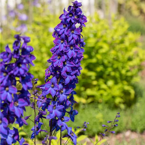 Delphinium pacific 'Black Knight'