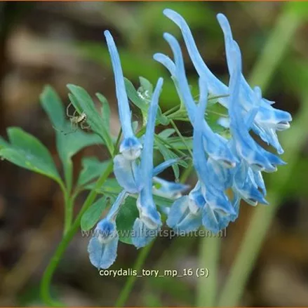 Corydalis 'Tory MP'