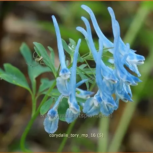 Corydalis 'Tory MP'