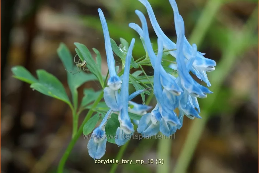 Corydalis 'Tory MP'