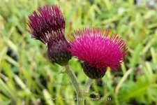 Cirsium rivulare 'Atropurpureum'