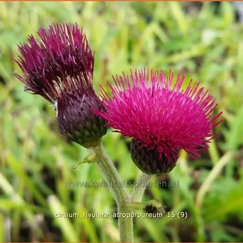 Cirsium rivulare 'Atropurpureum'