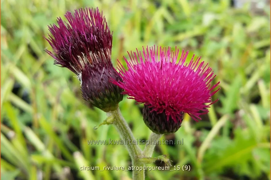 Cirsium rivulare 'Atropurpureum'
