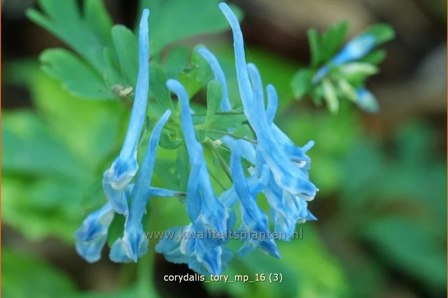 Corydalis 'Tory MP'