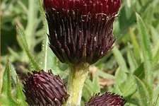 Cirsium rivulare 'Atropurpureum'