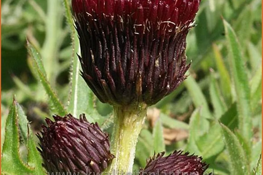 Cirsium rivulare 'Atropurpureum'
