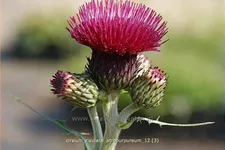 Cirsium rivulare 'Atropurpureum'