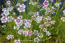 Dianthus deltoides 'Arctic Fire'