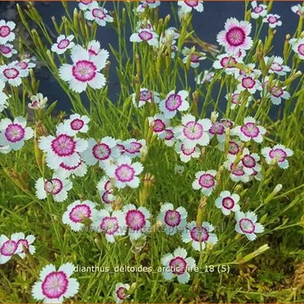 Dianthus deltoides 'Arctic Fire'