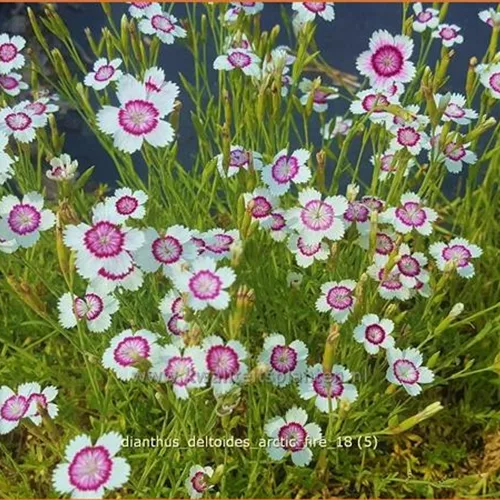 Dianthus deltoides 'Arctic Fire'