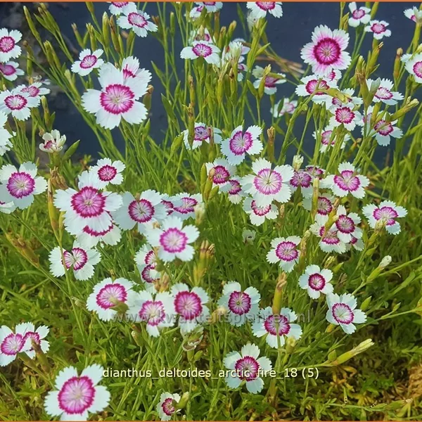 Dianthus deltoides 'Arctic Fire'