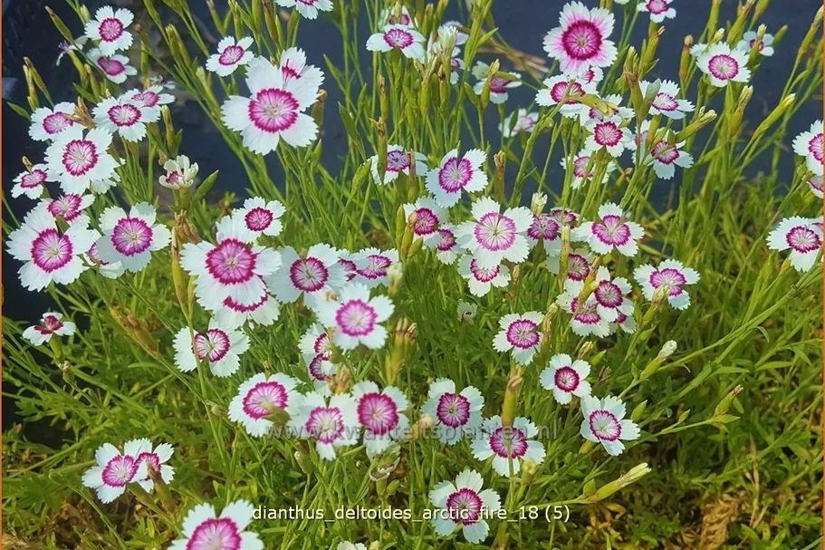 Dianthus deltoides 'Arctic Fire'