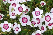 Dianthus deltoides 'Arctic Fire'