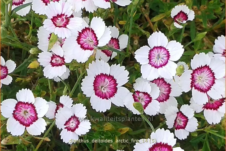 Dianthus deltoides 'Arctic Fire'