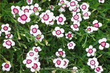 Dianthus deltoides 'Arctic Fire'