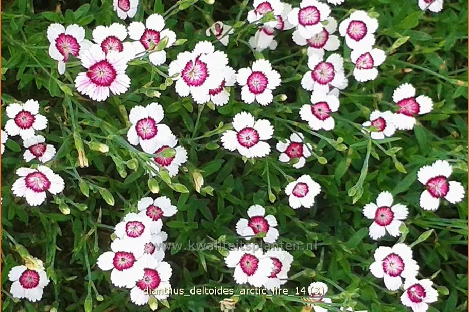 Dianthus deltoides 'Arctic Fire'