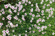 Dianthus deltoides 'Arctic Fire'
