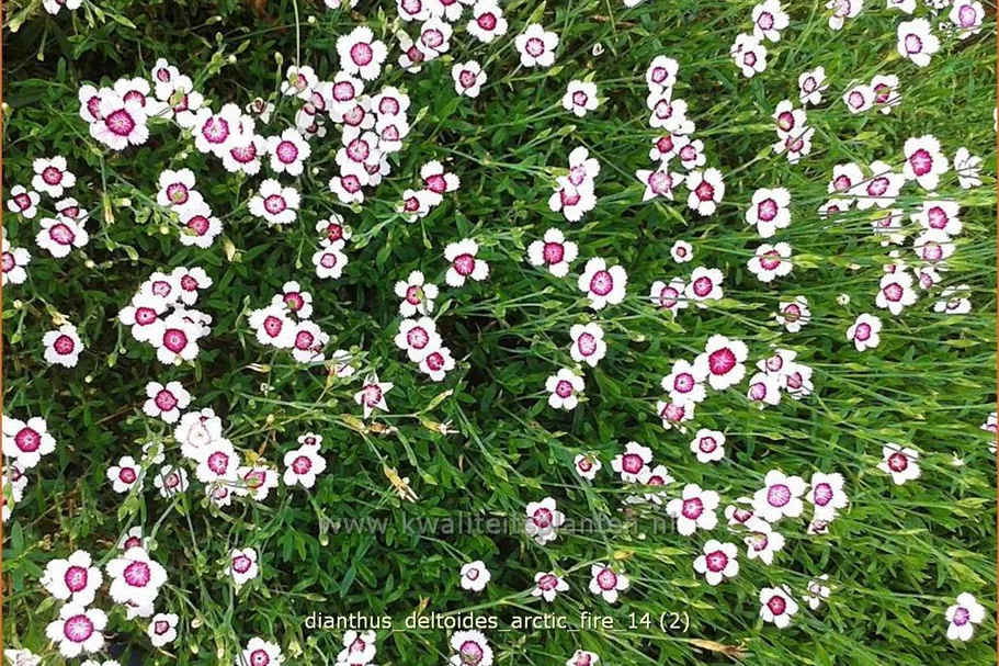 Dianthus deltoides 'Arctic Fire'