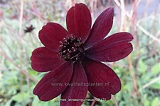 Cosmos atrosanguineus