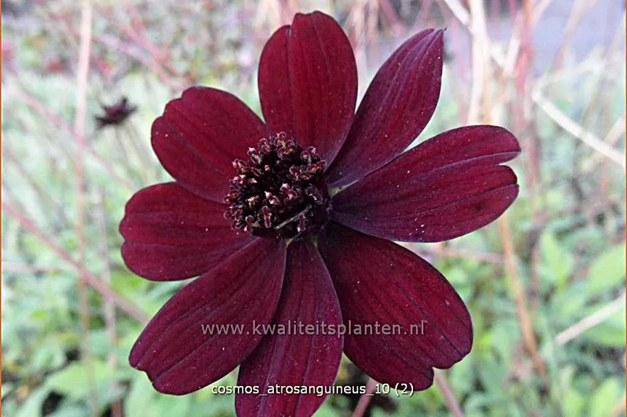 Cosmos atrosanguineus