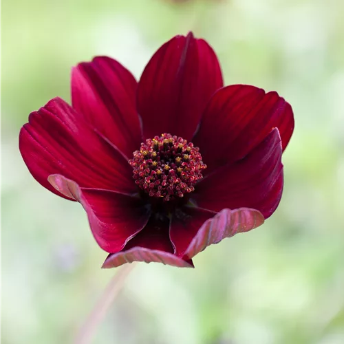 Cosmos atrosanguineus