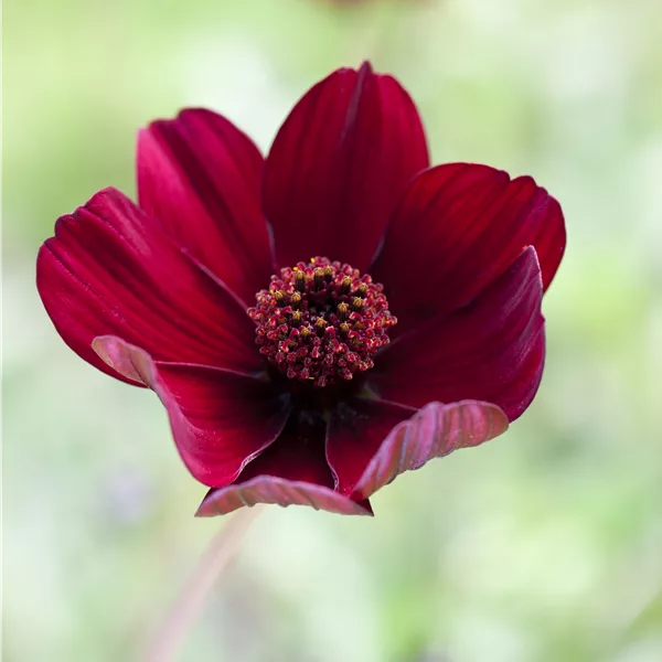 Cosmos atrosanguineus
