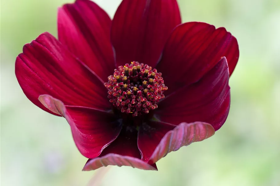 Cosmos atrosanguineus