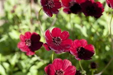 Cosmos atrosanguineus