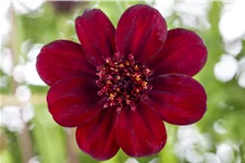 Cosmos atrosanguineus