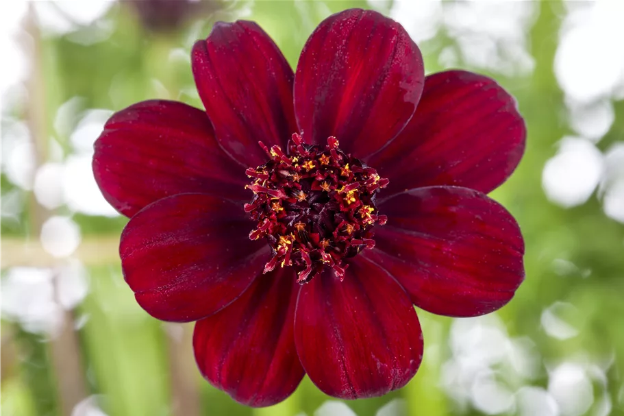 Cosmos atrosanguineus