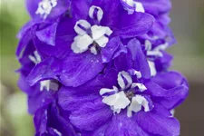 Delphinium pacific 'Blue Bird'