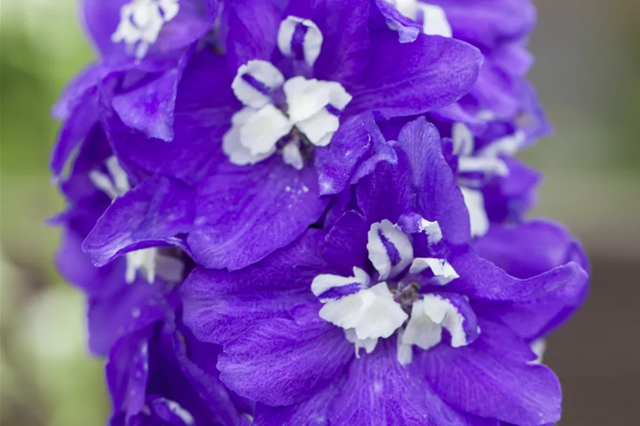 Delphinium pacific 'Blue Bird'