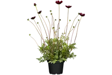 Cosmos atrosanguineus