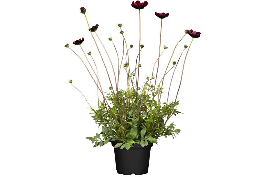 Cosmos atrosanguineus