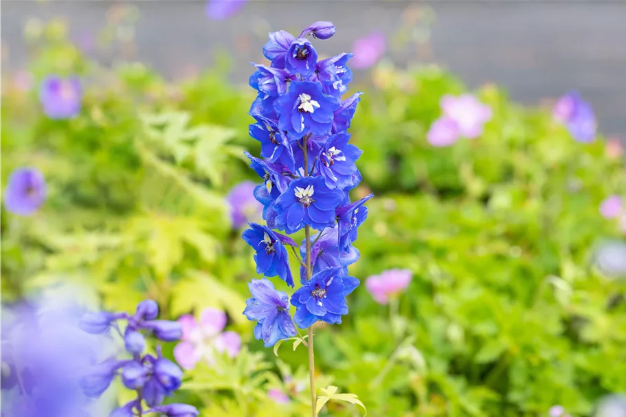 Delphinium pacific 'Blue Bird'
