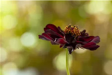 Cosmos atrosanguineus