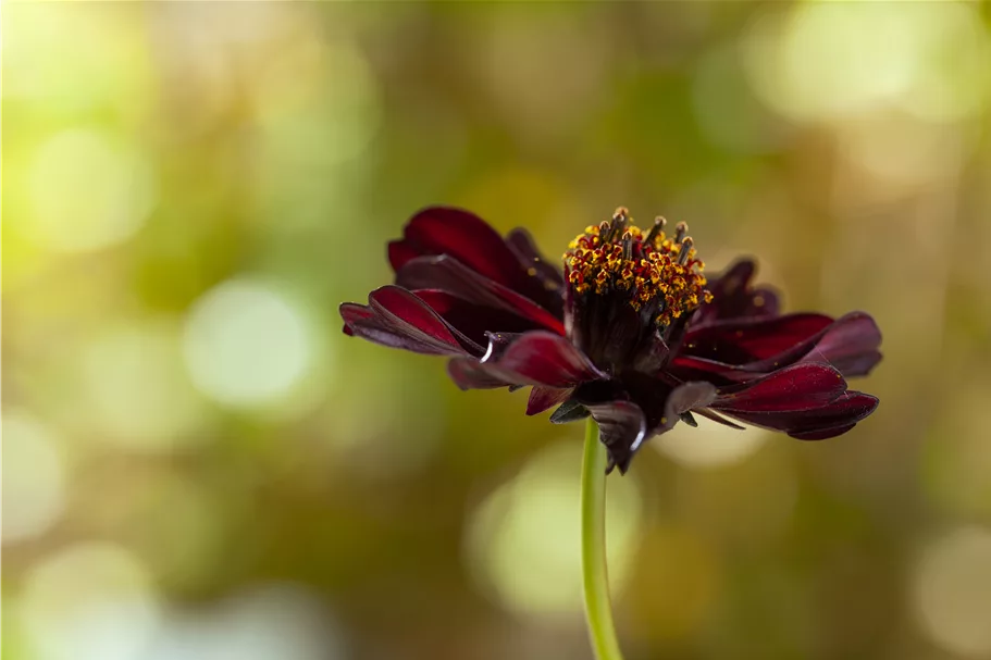 Cosmos atrosanguineus